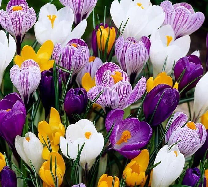 Mixture Crocus Bulbs White Yellow Purple Lilac Green Fall Plant Spring Bloom Large-Flowering Crocus Species Botanical Size 6+ (10, Mix Color)