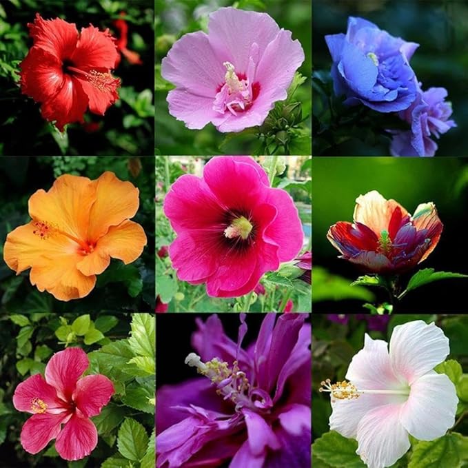 120+ PCS Mixed Giant Hibiscus Seeds for Planting Flowers Perennial Flower Outdoor Home Garden Flower