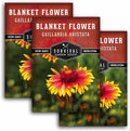 Blanket Flower Seeds for Planting - Perennial Gaillardia Aristata Firewheel Wildflower, Drought Tolerant Native Flower Seeds - Survival Garden Seeds (3 Packs)
