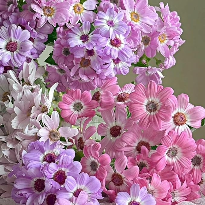 1000 Pieces Cineraria Flower Seeds,Winter to Spring Blooming, 10-20 Days Germination, Indoor Pots and Shade Gardens