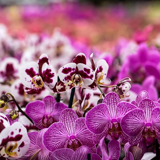 Orchid Potting Mix Orchid Bark, Mix Pine Bark and Perlite, Good Drainage and Water Retention (4 Quart)
