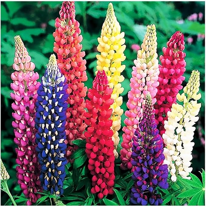 Russell Lupine Seeds Perennial - Grows 40" Tall - Perennial Wildflowers for Winter & Fall Planting - Grown in The United States - 100 Mixed Russell Lupine Seeds for Planting
