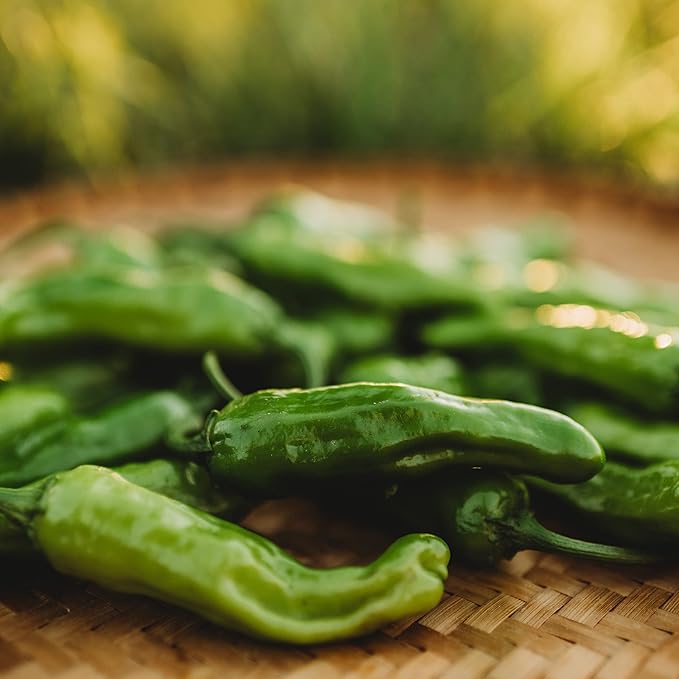 Shishito Japanese (Mildly Hot) Chili Pepper - 25 Seeds - Heirloom Chile Pepper Variety, Non-GMO Vegetable Seeds for Planting in The Home Garden, Thresh Seed Company