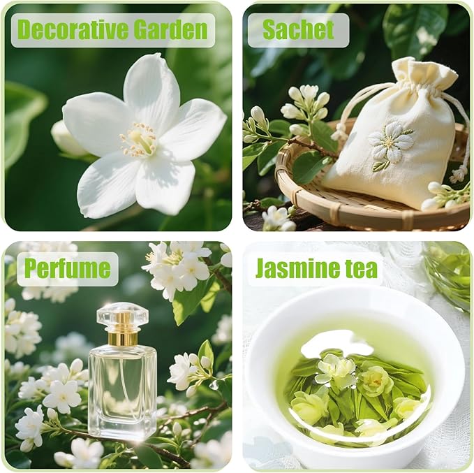 400+ Climbing Jasmine Flower Seeds for Planting – Easy to Grow, Non-GMO, High Germination Fragrant Flowers for Home Garden, Balcony, Trellis, Fence, Vertical Garden Decor