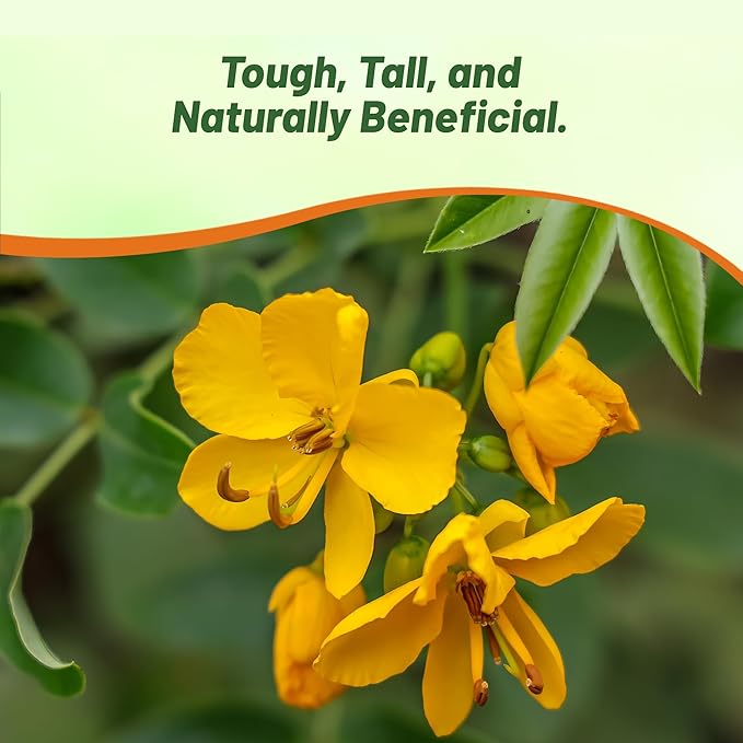 Outsidepride Wild Senna Seeds - 200 Pcs. Perennial, Low Maintenance & Pollinator Friendly, Herb Seeds for Planting Tall, Vibrant Yellow Blooms for Garden Beds, Borders & Wildflower Meadows