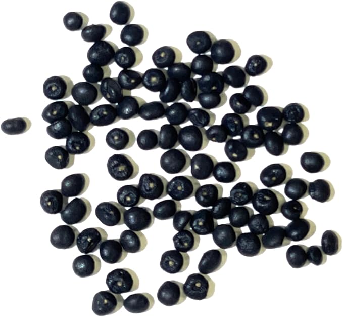 Seed Needs Vegetable Seeds for Planting Mary Washington Asparagus - Non-GMO Heirloom & Untreated Perennial Asparagus Seed to Plant an Outdoor Home Grown Garden (2 Packs)