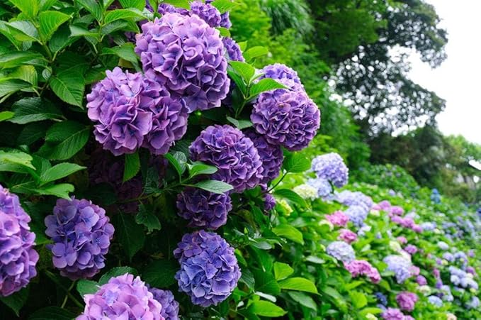 Hydrangea Seeds, 1.76 Ounces,300+ Pcs,Flower Seeds for Planting