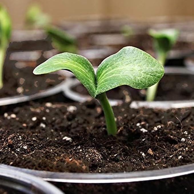Coast of Maine (8qt) Sprout Island Blend, Organic & Natural Seed Starter for Seed Germination & Root Plant Cuttings