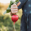 German Giant Pink Radish - 150 Seeds - Heirloom & Open-Pollinated Variety, Easy-to-Grow & Fast-Growing, Non-GMO Vegetable Seeds for Planting Indoors or Outdoors in The Home Garden, Thresh Seed Company