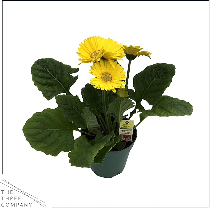 Live Gerbera Daisies - Assorted Colors (3 Plants Per Pack) - Beautiful Spring Flowers - 12" Tall by 5" Wide in 1 Qt Pot (Pack of 2)