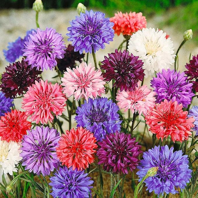 400+ Perennial Mixed Bachelor Button Flower Seeds for Planting in Home Garden-Heirloom Cornflower Chrysanthemum Mixed Seeds -Non-GMO Plant Seeds