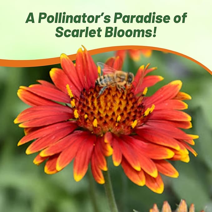 Outsidepride Gaillardia Aristata Arizona Red Shades Blanket Flower Seeds for Planting - 50 Pcs Perennial Wildflower Seeds, Drought-Tolerant for Xeriscaping, Pollinator Gardens, or Wildflower Mixes