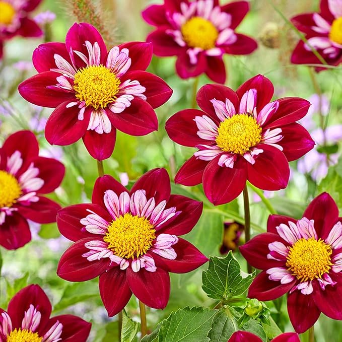 300+ Seeds Perennial Dahlia Dandy Seeds for Planting Outdoor -Annual Dandy Mixed Flower Seed Non-GMO Heirloom