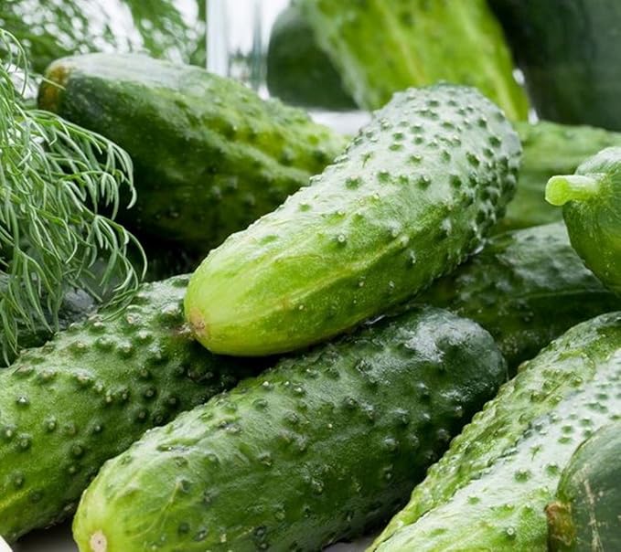Seeds Cucumber Lyalyuk Little Mini Pickling Heirloom Vegetable for Planting Non GMO