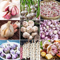 1 Pound Random Hardneck Garlic Bulbs for Planting, Fresh High-Yield Hardy Garlic for Garden or Container Growing