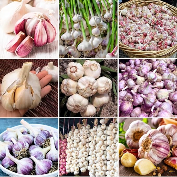 1 Pound Random Hardneck Garlic Bulbs for Planting, Fresh High-Yield Hardy Garlic for Garden or Container Growing