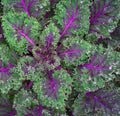 Red Russian Kale Seeds for Planting – Plant & Grow Heirloom Non GMO Red Russian Kale in Home Outdoor Vegetable Garden, Brassica Napus VAR. pabularia – 3 Packets