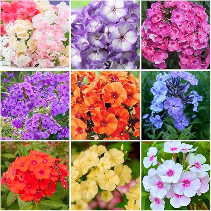 1000+ Creeping Phlox Seeds for Planting Outdoor-Phlox Seeds Perennial-Ground Cover Seed Annual Flower Thyme Non-GMO Heirloom Thymus Serpyllum Seed in Home
