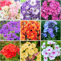 1000+ Creeping Phlox Seeds for Planting Outdoor-Phlox Seeds Perennial-Ground Cover Seed Annual Flower Thyme Non-GMO Heirloom Thymus Serpyllum Seed in Home