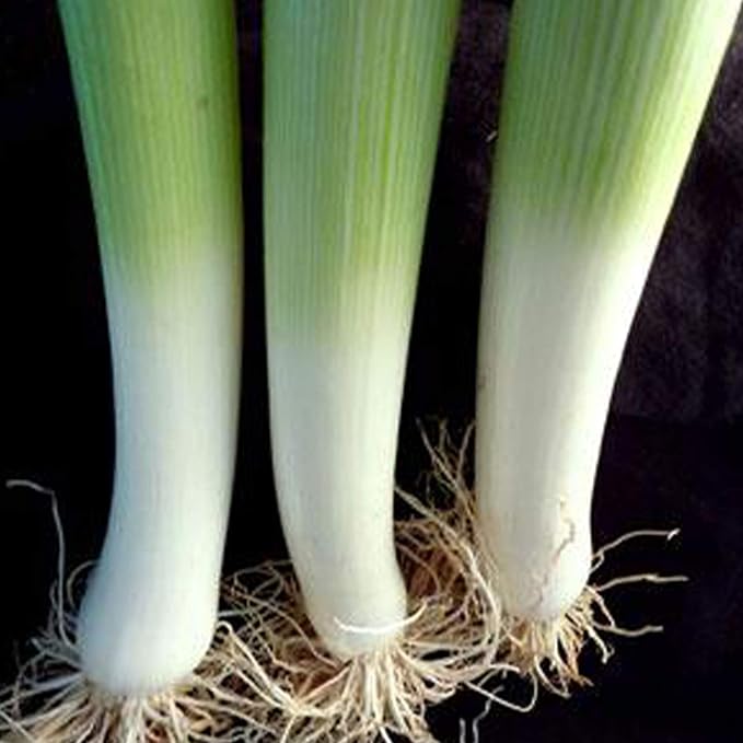Organic American Flag Leek Seeds - 1 g ~375 Seeds - Non-GMO, Open Pollinated, Heirloom, Vegetable Gardening Seeds