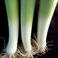 Organic American Flag Leek Seeds - 1 OZ ~11,000 Seeds - Non-GMO, Open Pollinated, Heirloom, Vegetable Gardening Seed