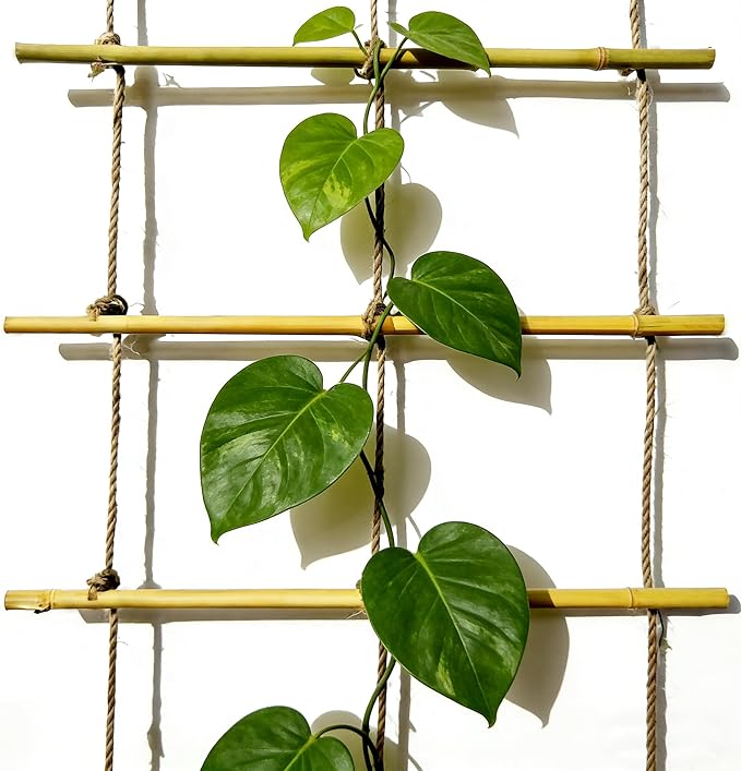 Natural Bamboo Ladder Plant Trellis 79 in L x 12 in D Ideal for Climbing Plants, Providing Reliable Support Suitable for Outdoor Walls, Gardens, patios, and Similar Settings (2)