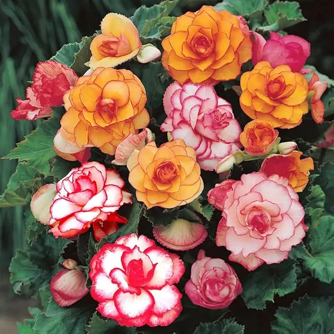 Mix Perennial Begonia Flower Seeds 100pcs– Limitless Sunrise & Gorgeous Rex Varieties | Shade-Loving, Colorful Foliage & Blooms Grow Indoor & Outdoor Garden Plants