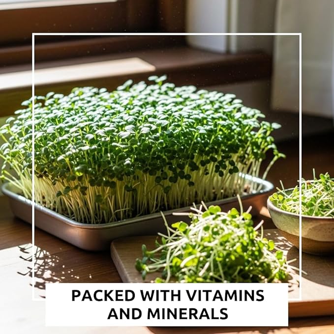 Alfalfa Microgreens Seed for Growing - Easy and Fast Growing, Very Healthy Microgreens (250 Seeds)