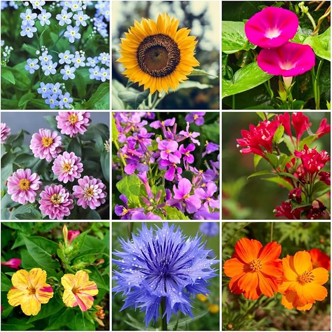 Assorted Flower Seeds, 19 Varieties, 28g, Sunflower, Zinnia, Morning Glory, Calendula, Cornflower, Quick Germination, Low-Maintenance for Beginners