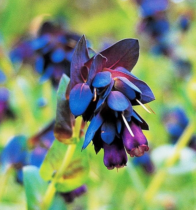 Honeywort Purple - Bell-Shaped Flowers - 5 Seeds. One of The Most Striking Features of Honeywort's Flowers is The Color of Purple-Blue hue is Rich and Vibrant.