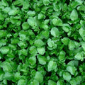 Seeds Vegetable Garden Cress Lettuce Brodleaf - 400 Seeds