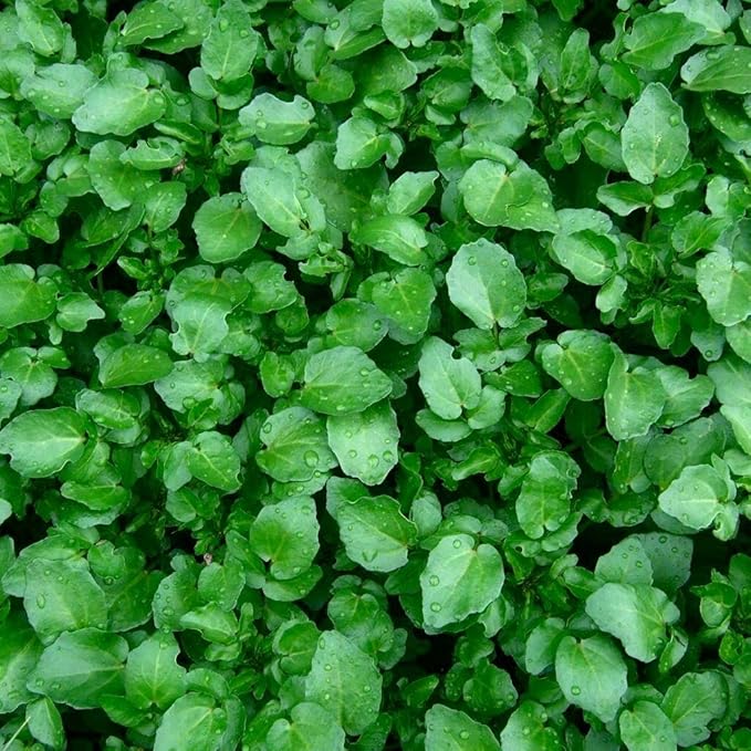 Seeds Vegetable Garden Cress Lettuce Brodleaf - 400 Seeds