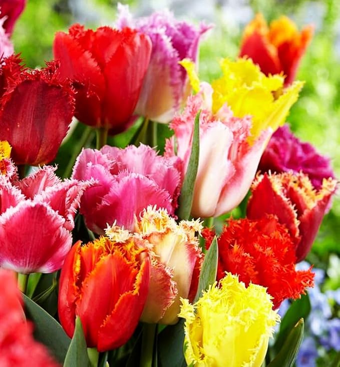 Mix Triumph Tulips 10 Bulbs for Fall Planting Colorful Flower Tulipa Darwin Hybrid Changing Colors Mixture Size 12+ 4 Varieties to Choose (Fringed Mixture, 10, Mix Color)