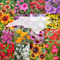 North Carolina Bulk Perennial Wildflower Seed Mix 1lb Covers 2,000sq-ft - Attract Pollinators, Multi-Color Blooms - Southeast US Species Plant in Spring/Fall, Earth-Friendly Packaging (1/4 Pound)