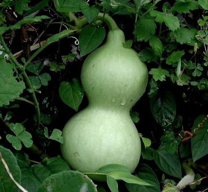 CEMEHA SEEDS - Seeds Calabash Bottle Gourd Long Lagenaria Giant Non GMO Vegetable for Planting