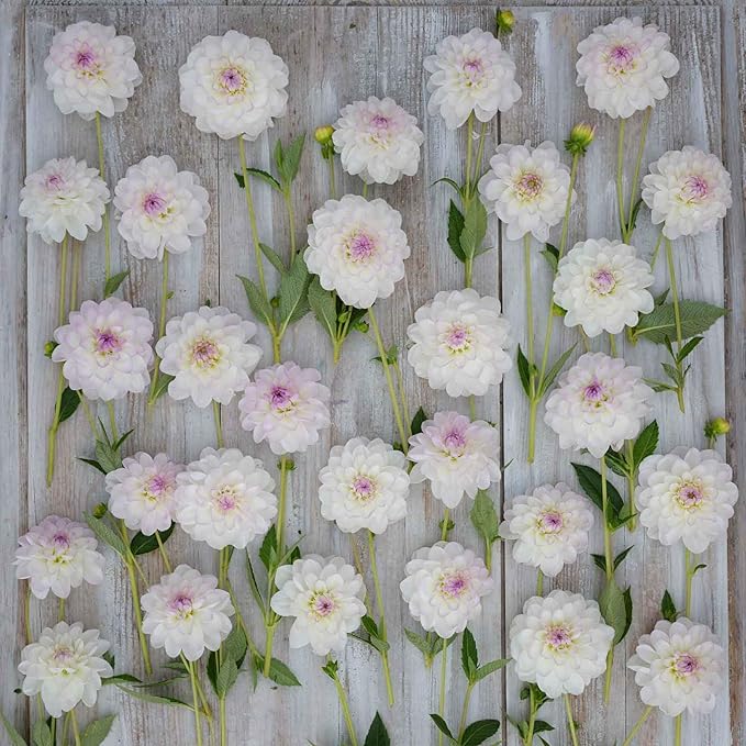 Eden Brothers Dahlia Bulbs (Ball) - Eveline, Non-GMO Bulbs for Planting, 4 Bulbs | Low-Maintenance Flower Bulbs, Plant During Spring, Zones 8, 9, 10, 11