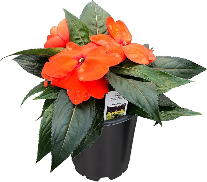 Live Flowering New Guinea Impatiens - Orange (3 Plants Per Pack), Beautiful Shade Flowers, 12" Tall by 5" Wide in 1 Qt Pot