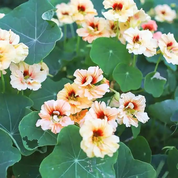 Mixed Nasturtium Seeds for Planting, 300pcs Rare Climbing Nasturtium Flower Seeds, Non-GMO Heirloom Beauty Home Garden Blooms Flowers Plants for Outdoors Indoors