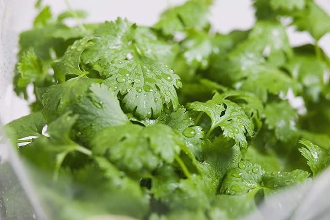 Cilantro Seed, Sprouting Seeds, Microgreen, Sprouting, 4 OZ, Non GMO - Country Creek Acres Brand - High Sprout Germination- Juicing, Gardening, Hydroponics, Growing Salad Sprouts