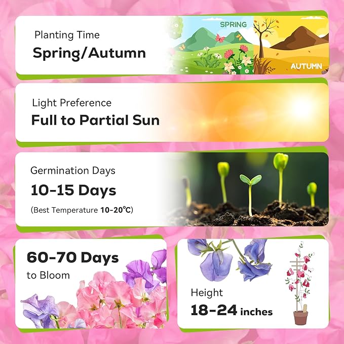 PLANTMEW Sweet Pea Seeds 200 Seeds - Non-GMO Heirloom Organic Seeds Brightly Colored Flowering Vines for Pergolas, Flower Beds, Balconies and Patios