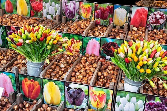 5 Kingsblood Tulip Bulbs – Top Size – Striking Red Blooms – Large Flowering Perennial Tulips for Spring Gardens – Easy to Grow & Hardy – Ideal for Landscaping & Cut Flowers