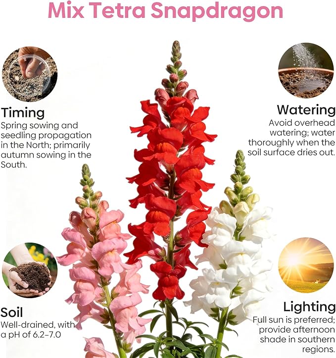 1500+ Tetra Mix Snapdragon Seeds for USDA 1-12 Planting, 18-24’’ Tall Snap Dragon Mix, Annual Flower Garden Seeds, Ideal for Garden, Containers