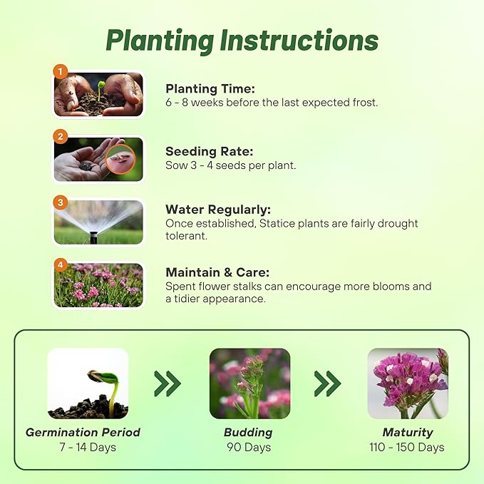 Outsidepride Rose Statice Flower Seeds - 2000 Pcs Annual Easy to Grow Drought Tolerant Flower Seeds for Floral Arrangements, Borders, & Pollinator Garden