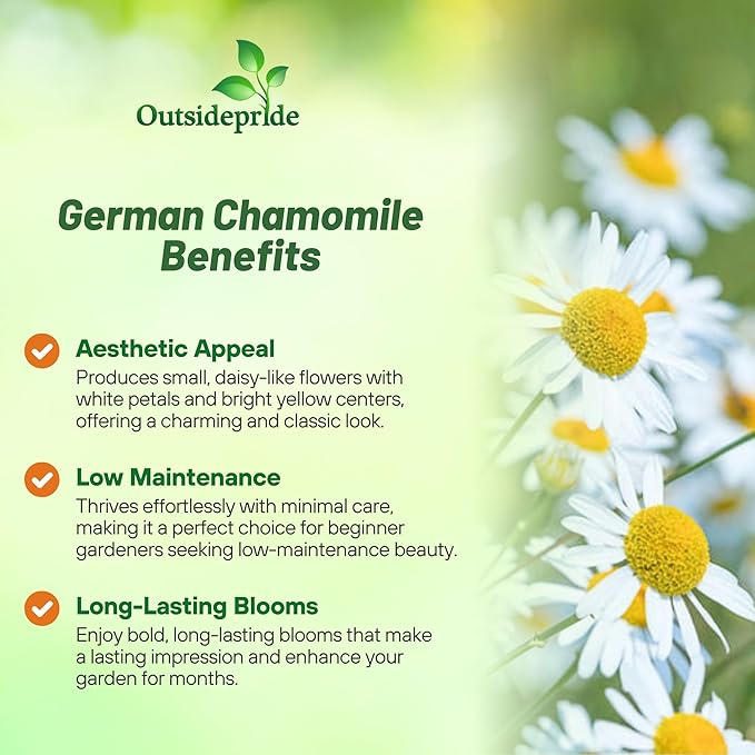 Outsidepride German Chamomile Seeds - 10000 Pcs Annual, Drought Tolerant, Self-Seeding & Versatile, Herb Seeds for Planting Sweet Scented Daisy-Like Blooms, Ideal for Slopes & Pollinator Gardens