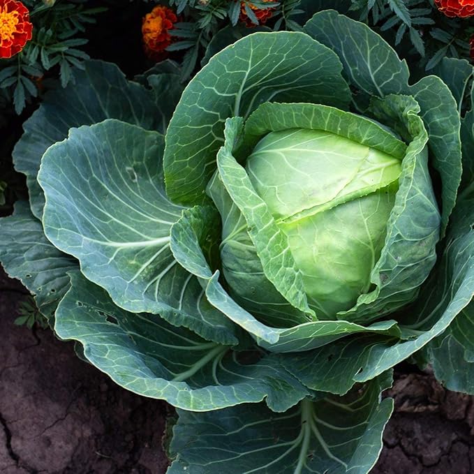 The Old Farmer's Almanac Heirloom Cabbage Seeds (Golden Acre) - Approx 900 Seeds - Non-GMO, Open Pollinated, USA Origin