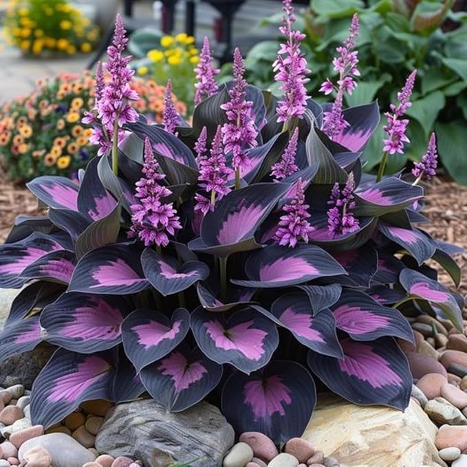 Dwarf Hosta Seeds 300pcs for Pots - Lush Green Perennial Foliage Plants, Ground Cover for Shade Gardens & Borders – Long-Lasting, Decorative & Gift-Ready