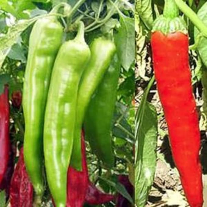 100 Hot Chili Pepper Seeds for Planting, Large Red Pepper Seeds to Grow Indoor Outdoor, Vegetable Home Garden