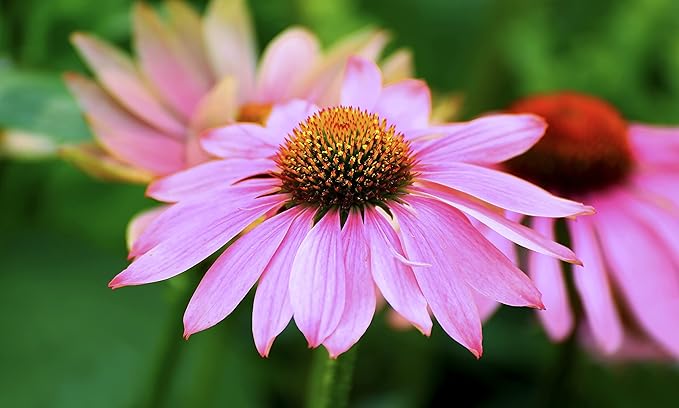 Perennial Flower Seeds Collection, 1500 Seeds, 4 Heirloom Non-GMO Varieties, Shasta Daisy, Black Eyed Susan, Lupine, Purple Cone Flower.