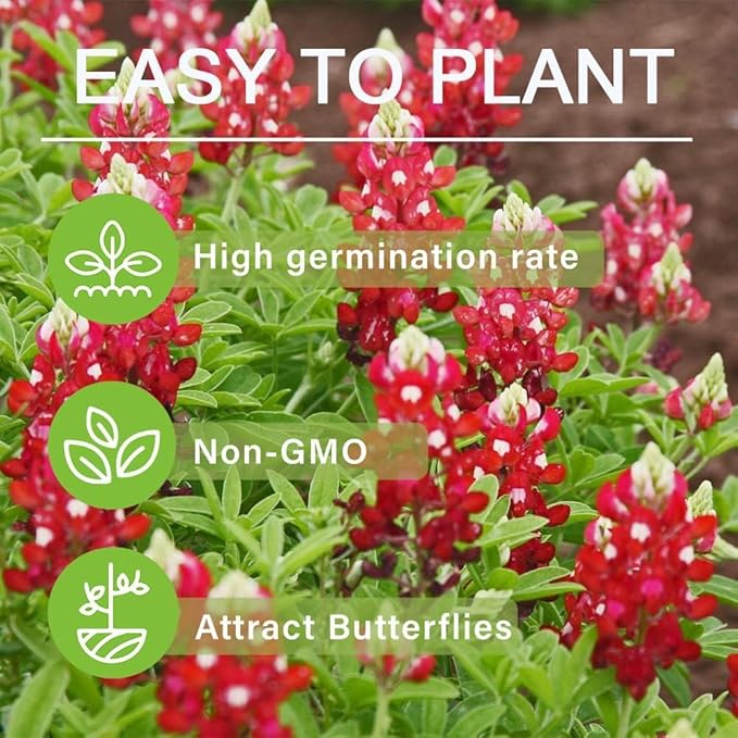 Texas Lupine Bluebonnet Wildflower Seeds 1000pcs– Grow Iconic Red Blooms, Hardy & Native to Texas, Easy to Plant for Stunning Gardens