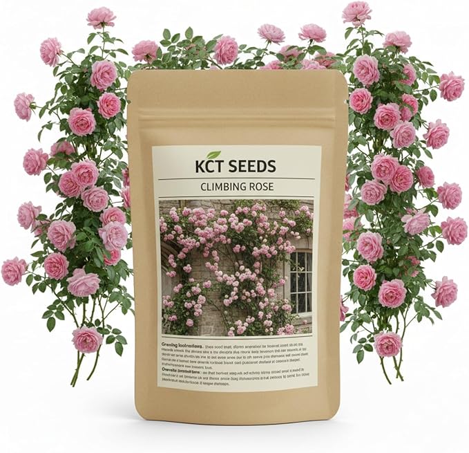 600+ Climbing Rose Seeds for Planting Outdoors - Vibrant Vine Flower, Long-Blooming Ornamental Garden Blooms (Pink)